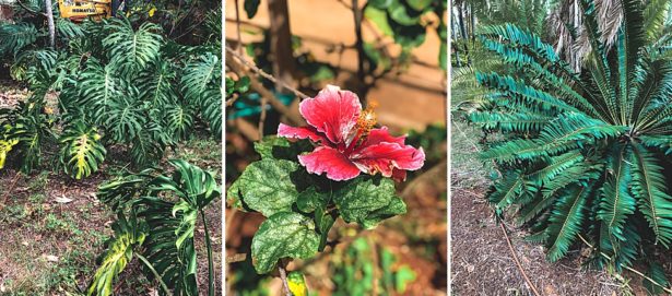 Flowers and foliage in beautiful scenic Kauai Hawaii